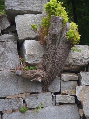 Stump in the rock #2