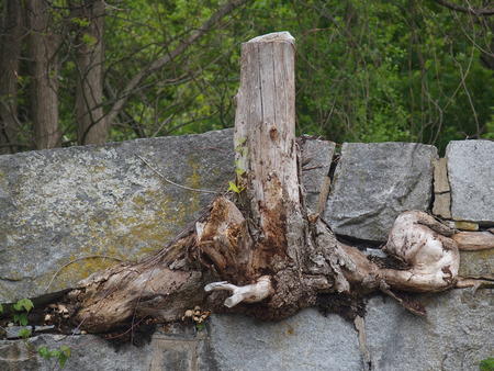 Stump in the rock #3