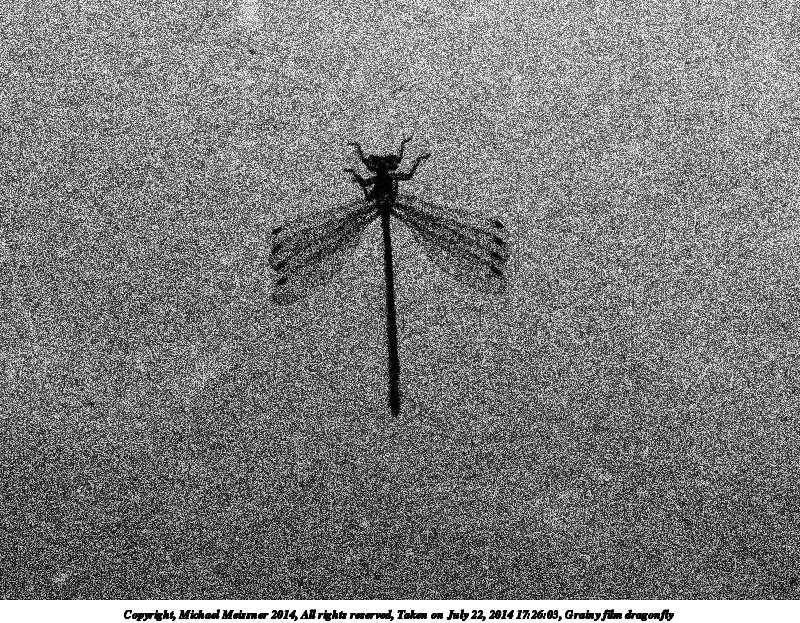 Grainy film dragonfly