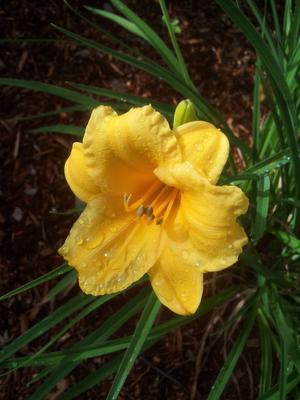 Yellow daylily after the rain