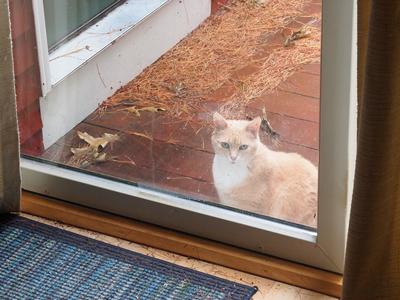 Put down the camera, and let me in