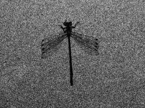 Grainy film dragonfly #2