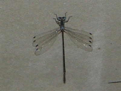 Dragonfly