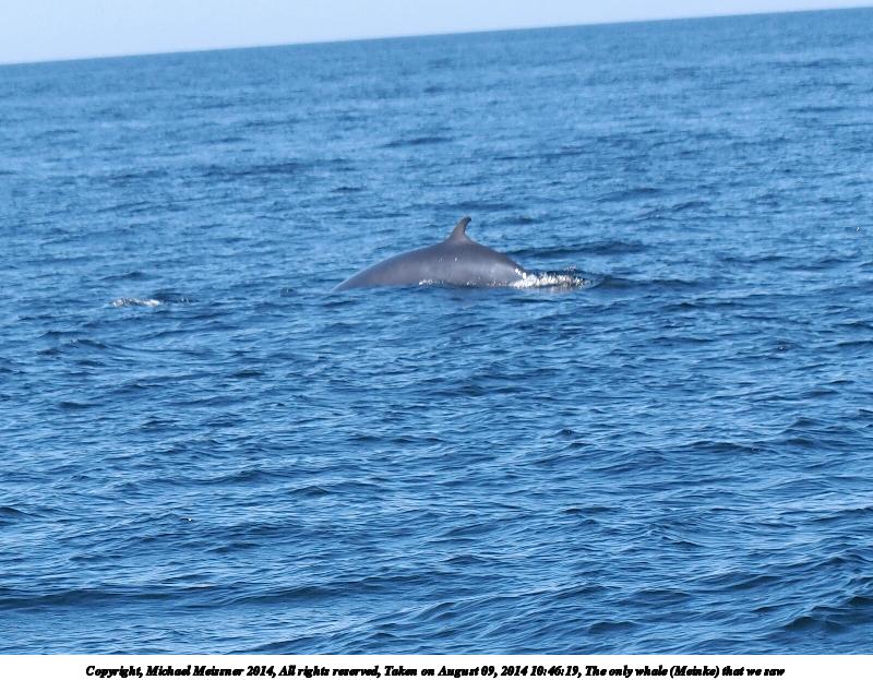 The only whale (Meinke) that we saw