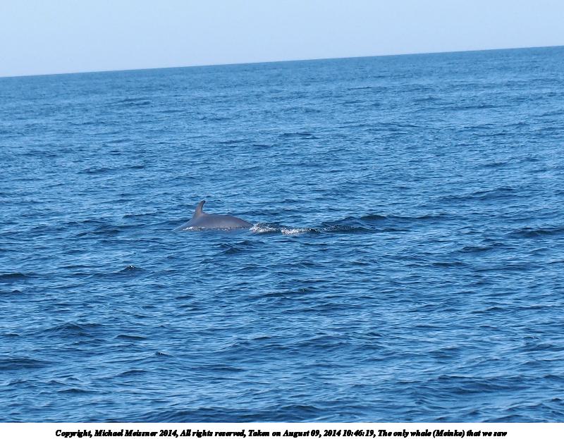 The only whale (Meinke) that we saw #2