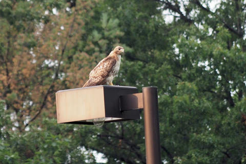 Hawk in a parking lot