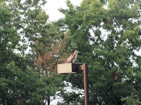 Hawk in a parking lot #2