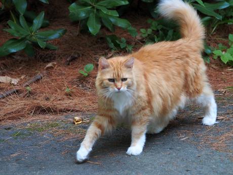 The fluffy on patrol