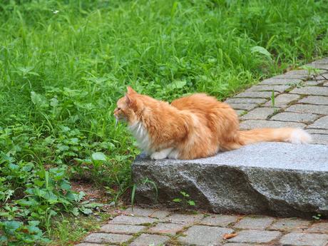 America the fluffy #2