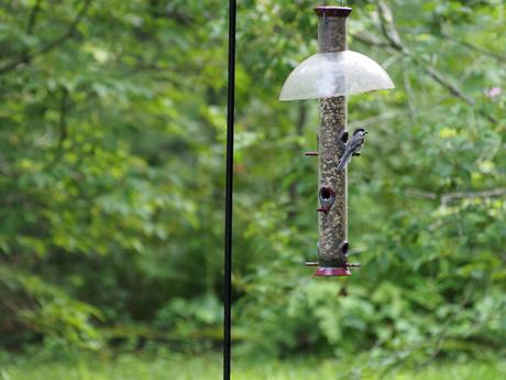 Bird at the feeder