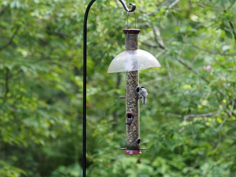 Bird at the feeder #2