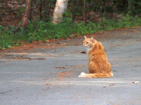 America the fluffy #3