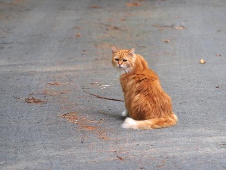 America the fluffy #4