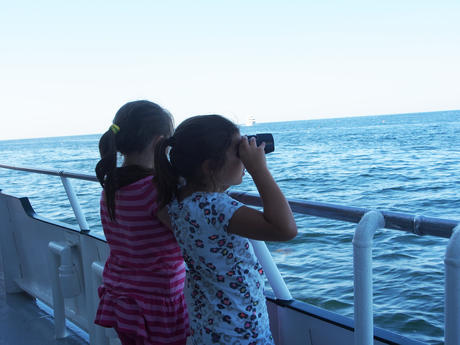 Looking in vain for whales