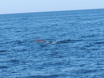 The only whale (Meinke) that we saw #2