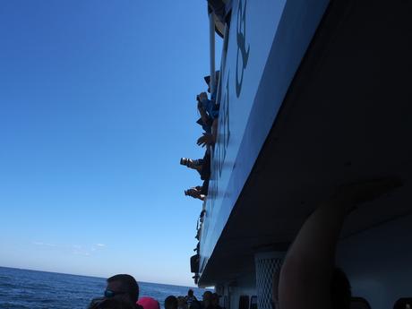 Looking for whales in vain