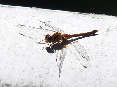 Dragonfly