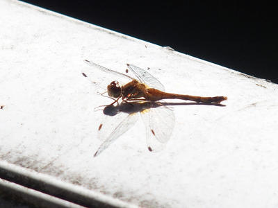 Dragonfly #2