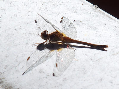 Dragonfly #3