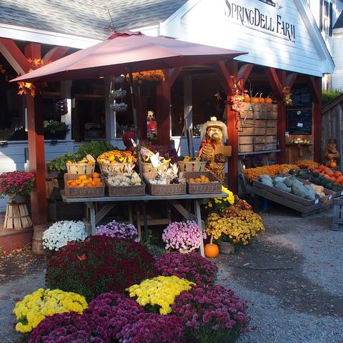 Fall at Springdell Farm #3