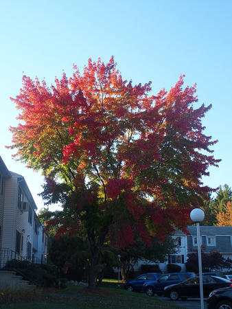 Fall tree