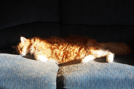 A cat and his sunbeam