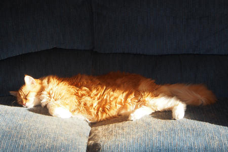 A cat and his sunbeam #2