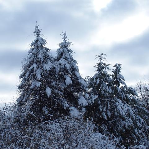 Winter trees