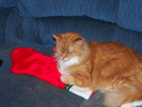 America with stocking