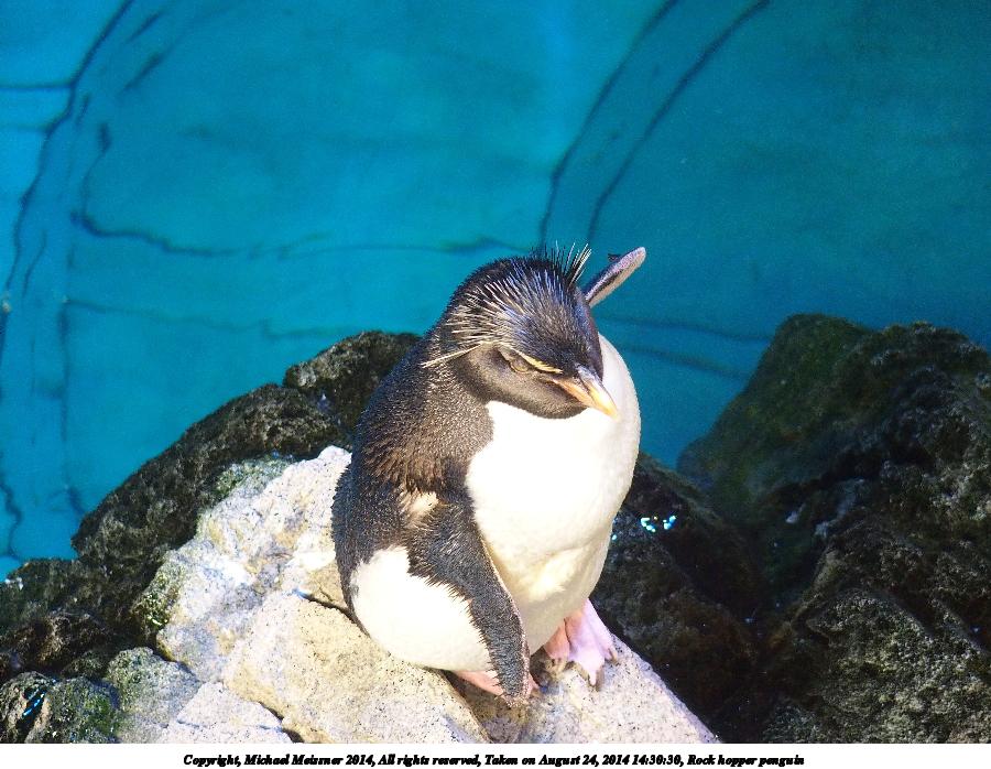 Rock hopper penguin