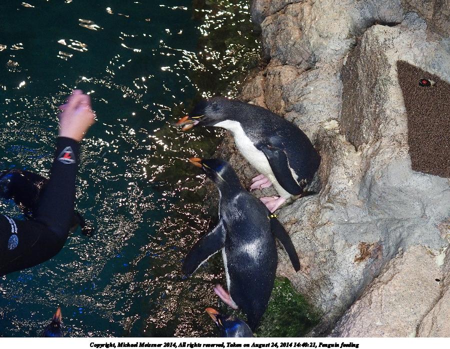 Penguin feeding #4