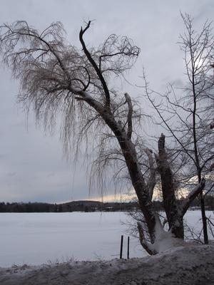 Tree in winter #3