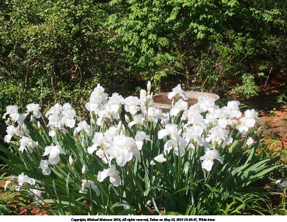 White irises