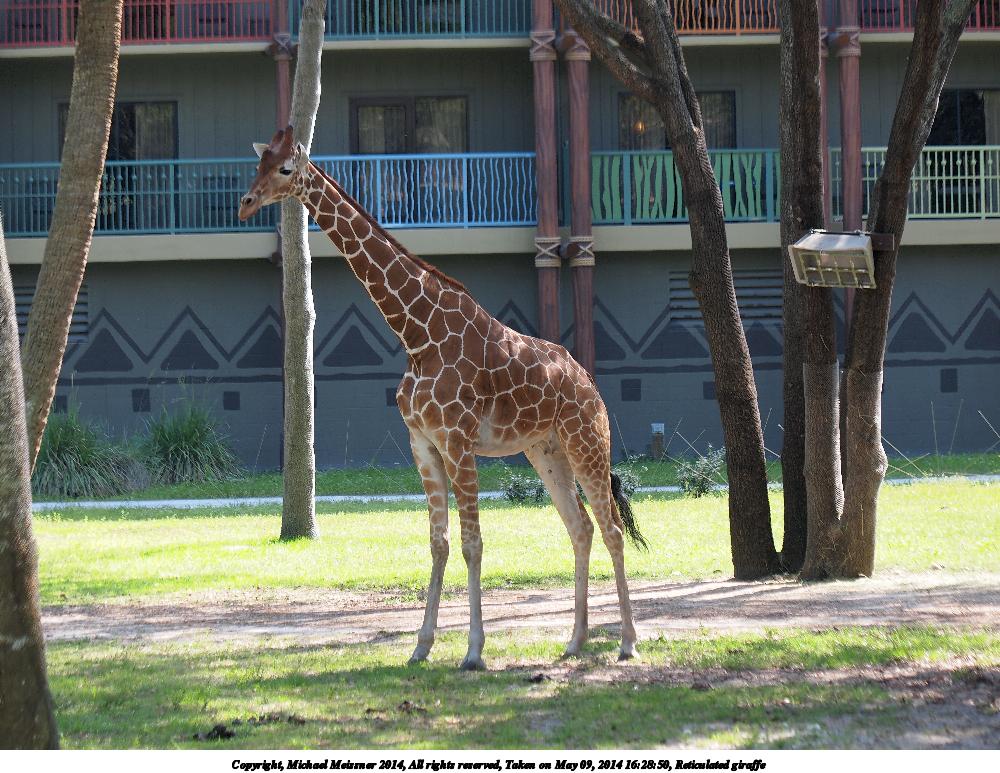 Reticulated giraffe #7