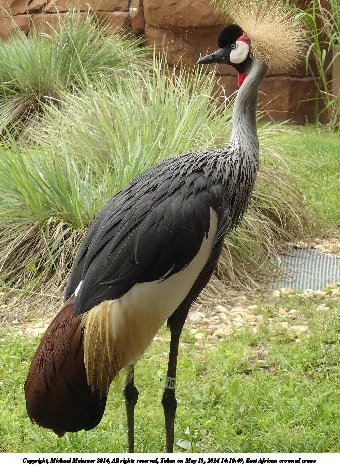 East African crowned crane #2