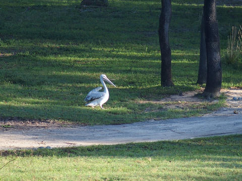 Pink-Backed Pelican