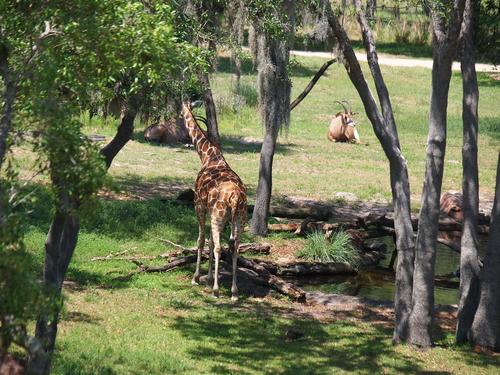 Giraffes and blesbok