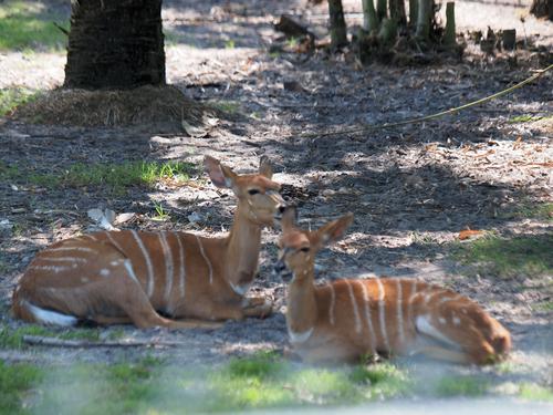 Thomson's gazelle #2