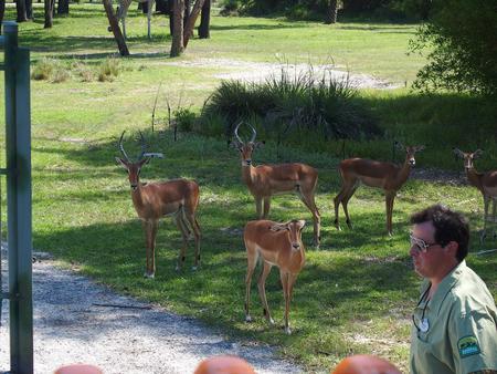 Thomson's gazelle #4