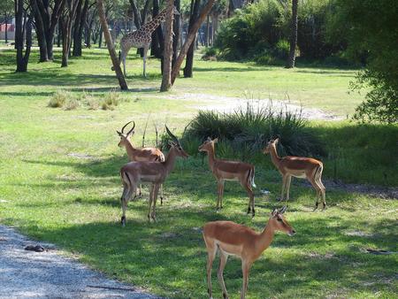 Thomson's gazelle #6