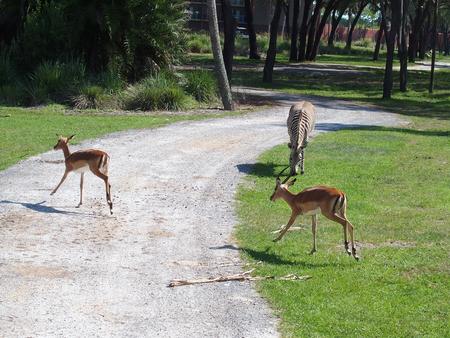 Thomson's gazelle and Grant's zebra
