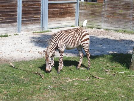 Grant's zebra #2