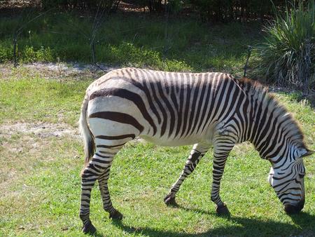 Grant's zebra #4
