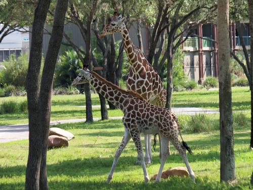 Reticulated giraffe #2