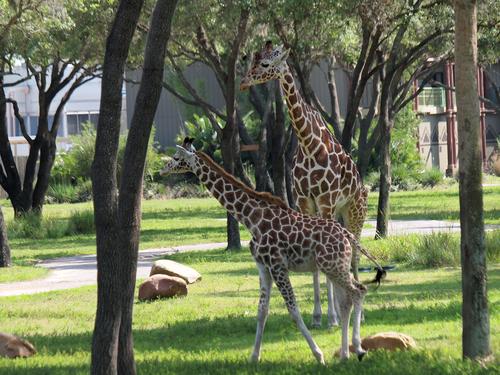 Reticulated giraffe #3