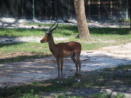 Thomson's gazelle #10