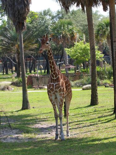 Reticulated giraffe #5