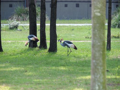 East African crowned crane #2