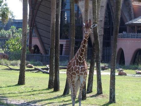 Reticulated giraffe #6