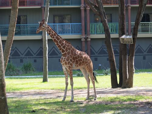 Reticulated giraffe #7